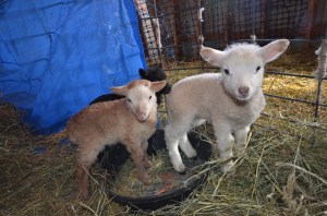 Romney lamb (front ) and Shetlands